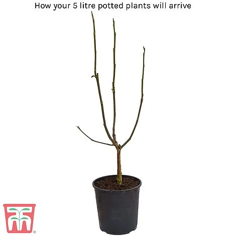 Magnolia X Brooklynensis 'Yellow Bird' - Image 5