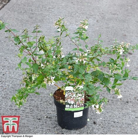 Abelia X Grandiflora - Image 6