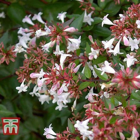 Abelia X Grandiflora - Image 2