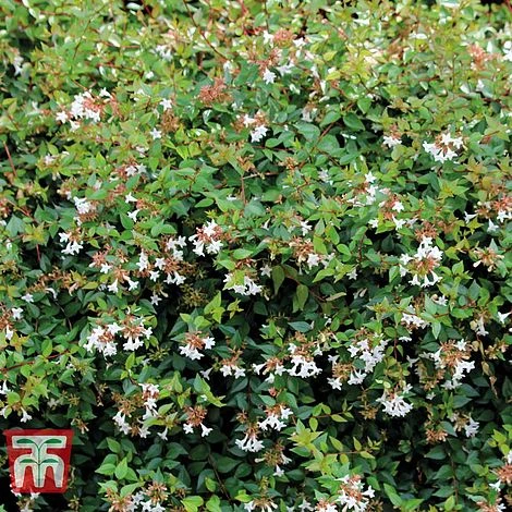 Abelia X Grandiflora - Image 3