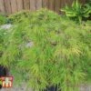 Acer Palmatum 'Seiryu'