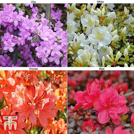 Azalea 'Dwarf Collection'