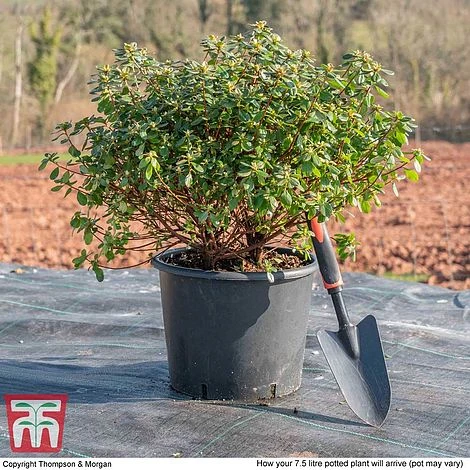 Rhododendron 'Rustica Hybrid Red' (Azalea Group) - Image 4