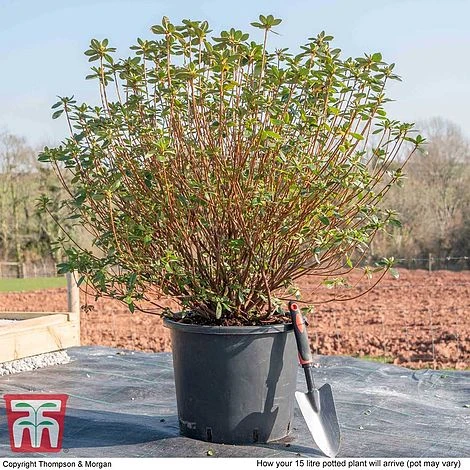 Rhododendron 'Rustica Hybrid Red' (Azalea Group) - Image 5