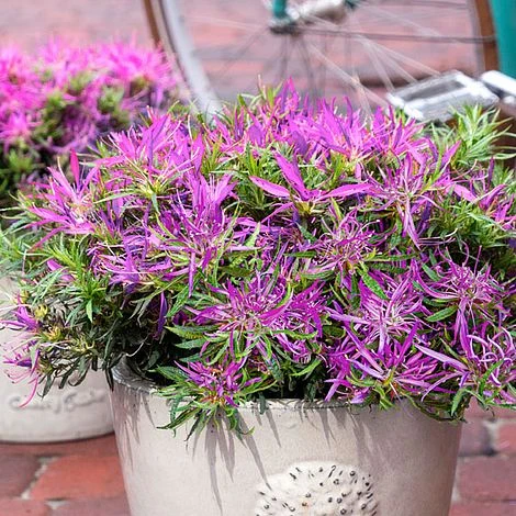 Azalea 'Starstyle Lilac' - Image 2