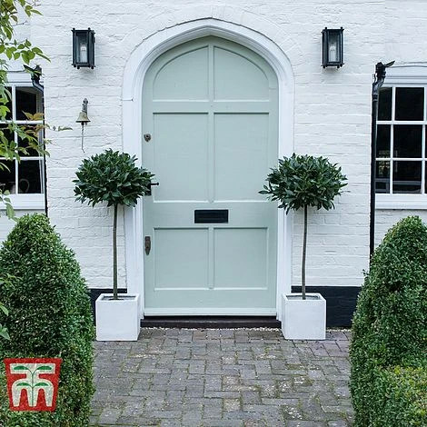 Laurus Nobilis (Standard) - Image 3