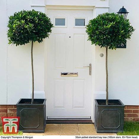 Laurus Nobilis (Standard) - Image 5