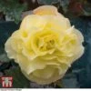 Begonia 'Fragrant Falls Improved&trade; - Lemon Delight'