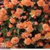 Begonia 'Fragrant Falls Improved&trade; - Apricot Delight'