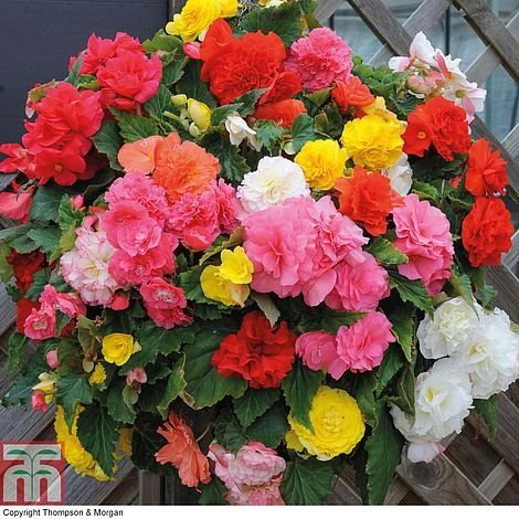 Begonia 'Nonstop Mixed' - Tubers - Image 2