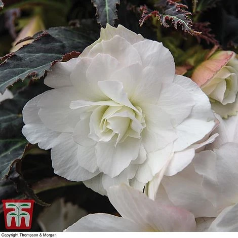 Begonia 'Nonstop Joy Mocca White' - Image 3