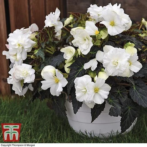 Begonia 'Nonstop Joy Mocca White' - Image 2
