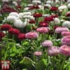 Bellis 'Bellisima Mixed'