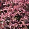 Berberis Thunbergii F. Atropurpurea 'Harlequin'