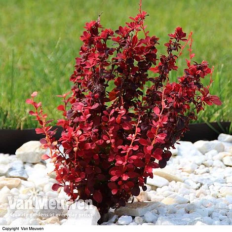 Berberis Thunbergii F. Atropurpurea 'Orange Rocket' - Image 2