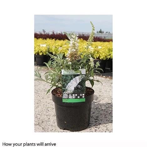 Buddleja Davidii 'White Profusion' - Image 2