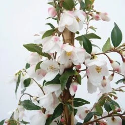 Camellia Rosthorniana 'Cupido'