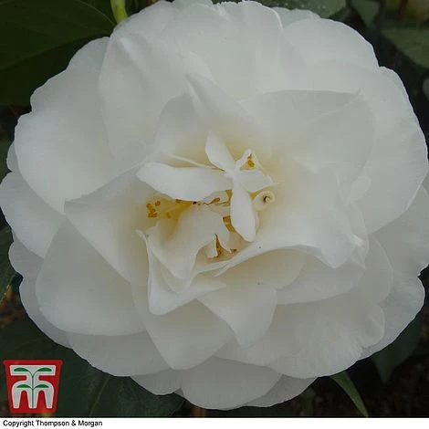 Nurseryman's Choice Camellia - Image 3