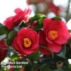 Camellia Japonica Subsp. Rusticana 'Reigyoku'