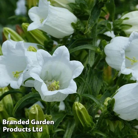 Campanula Medium White