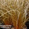 Carex Comans Bronze