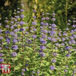 Caryopteris X Clandonensis 'Kew Blue'