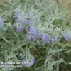 Caryopteris Clandonensis 'Sterling Silver'