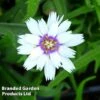 Catananche Caerulea Alba