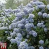 Ceanothus 'Puget Blue'