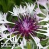 Centaurea Montana Amethyst In Snow