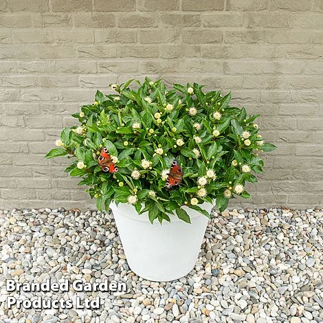 Cephalanthus Occidentalis 'Honeyballs' - Image 2