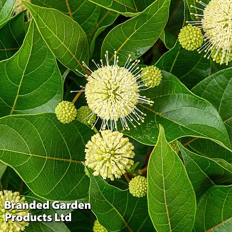 Cephalanthus Occidentalis 'Honeyballs' - Image 3