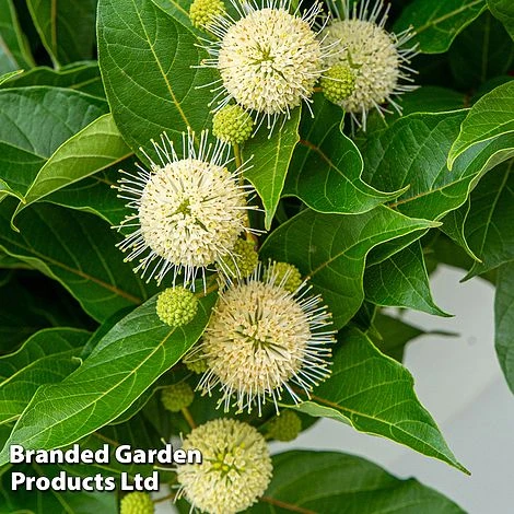 Cephalanthus Occidentalis 'Honeyballs' - Image 4