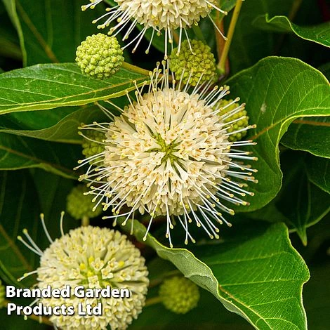 Cephalanthus Occidentalis 'Honeyballs' - Image 5