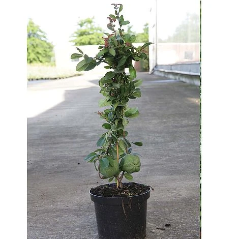 Chaenomeles X Superba 'Elly Mossel' - Image 2