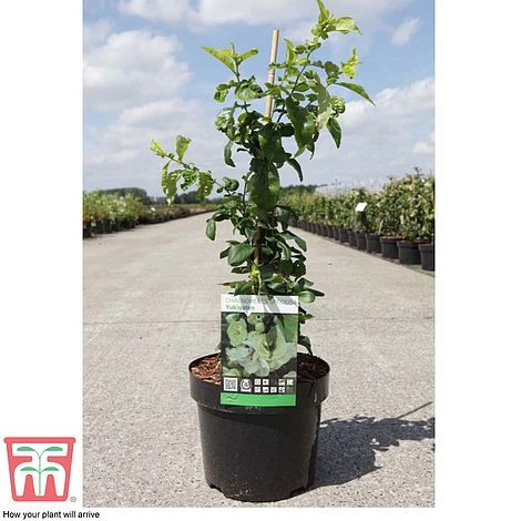 Chaenomeles Speciosa 'Yukigoten' - Image 2