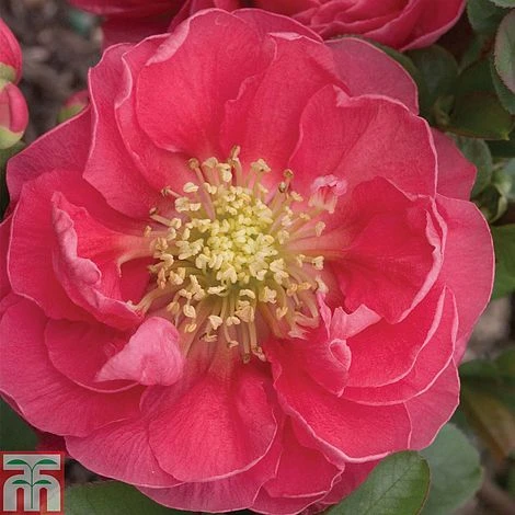Chaenomeles 'Pink Storm' - Image 3