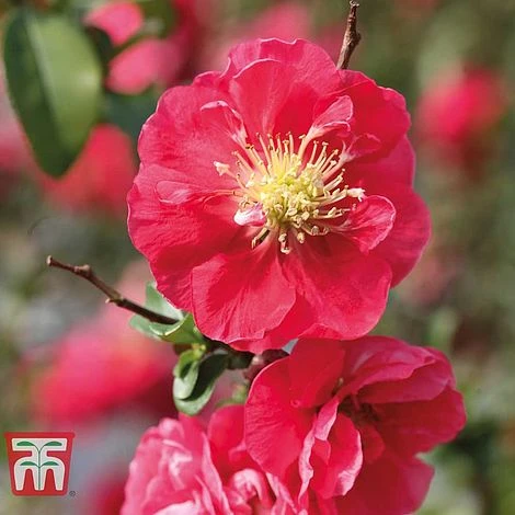 Chaenomeles 'Pink Storm' - Image 2