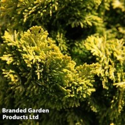 Chamaecyparis Obtusa 'Nana Aurea'