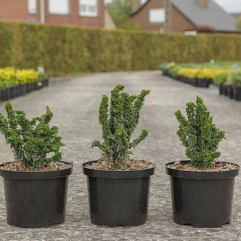 Chamaecyparis Obtusa 'Chirimen' - Image 2