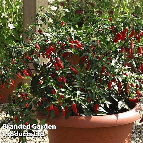 Chilli Pepper 'Apache' F1 Hybrid - Image 3