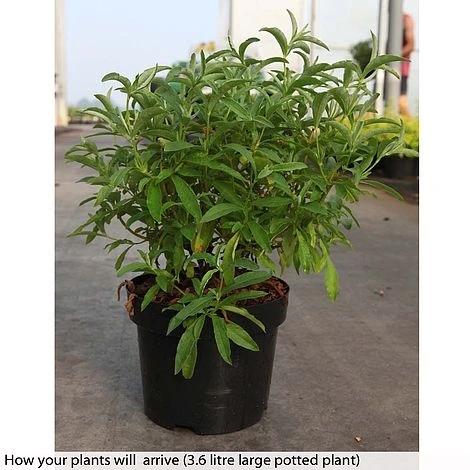 Cistus X Purpureus 'Alan Fradd' - Image 2