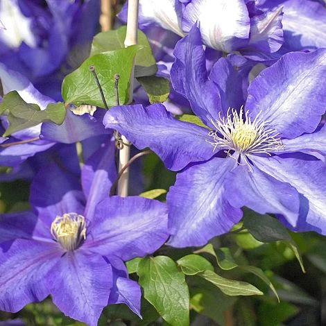 Clematis 'Daniel Deronda' - Image 2
