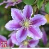 Clematis 'Piilu'