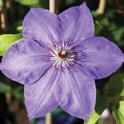 Clematis 'Xerxes'