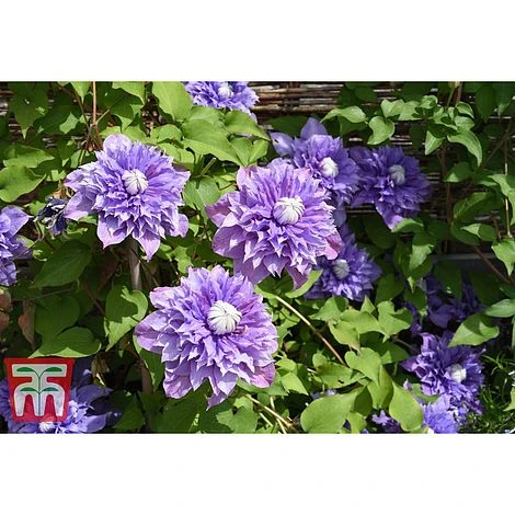 Clematis 'Multi Blue' - Image 5