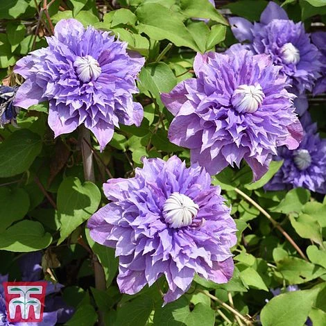 Clematis 'Multi Blue' - Image 2