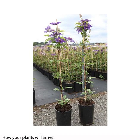 Clematis 'Multi Blue' - Image 3