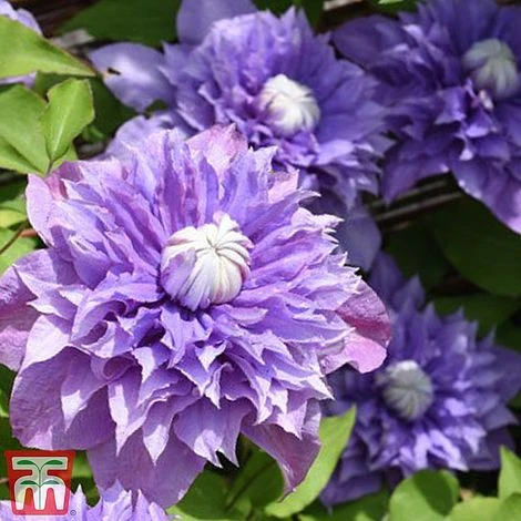 Clematis 'Multi Blue' - Image 4