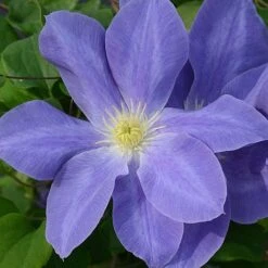 Clematis Diana's Delight™ Evipo026